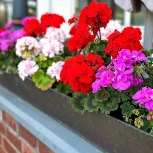 Pelargonium zonale / Álló muskátli