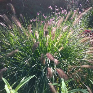 Pennisetum alopecuroides 'Herbstzauber' / Évelő tollborzfű