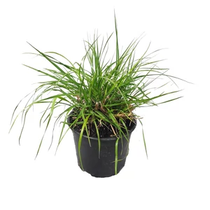 Pennisetum alopecuroides 'Herbstzauber' / Évelő tollborzfű