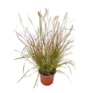 Pennisetum alopecuroides 'Burgundy Bunny' / Törpe tollborzfű