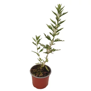 Perovskia atriplicifolia 'Blue Spire' / Sudárzsálya