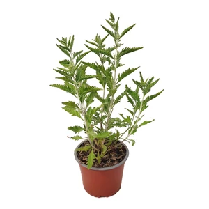 Perovskia atriplicifolia 'Crazy Blue' / Sudárzsálya
