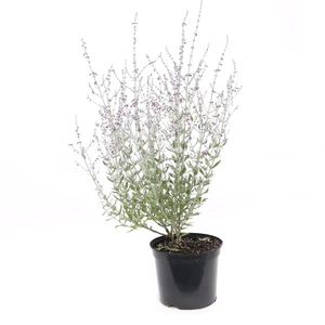 Perovskia atriplicifolia 'Little Spire' / Törpe sudárzsálya