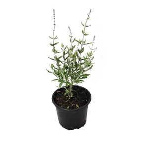 Perovskia atriplicifolia 'Little Spire' / Törpe sudárzsálya