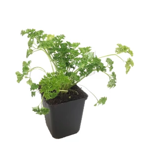 Petroselinum sp. / Metélő petrezselyem