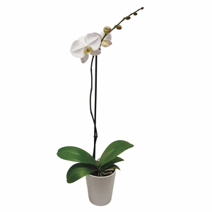 Phalaenopsis / Lepkeorchidea, Pillekosbor (1 ágas)