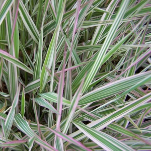 Phalaris arundinacea 'Picta' / Tarka pántlikafű
