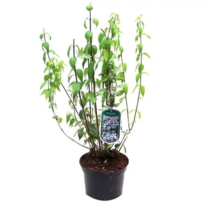 Philadelphus x virginalis / Teltvirágú jezsámen