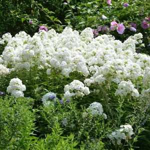 Phlox paniculata 'David' / Fehér virágszínű bugás lángvirág