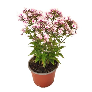 Phlox paniculata 'Early Blush Pop' / Bugás lángvirág