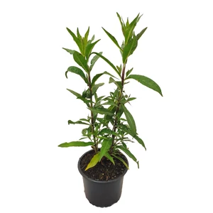 Phlox paniculata 'Miss Pepper' / Rózsaszín virágszínű bugás lángvirág