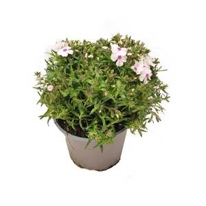 Phlox subulata 'Amazing Grace' / Fehér virágú terülő lángvirág