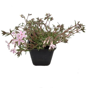 Phlox subulata 'Candy Stripes' / Rózsaszín virágú terülő lángvirág