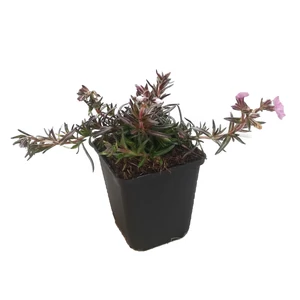 Phlox subulata 'Phloxtrot Pink' / Rózsaszín virágú terülő lángvirág