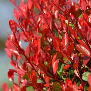 Photinia fraseri 'Little Red Robin' / Törpe korallberkenye