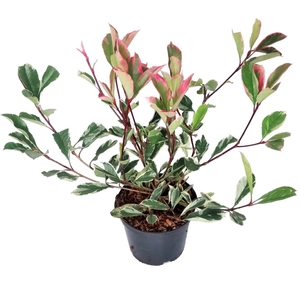 Photinia fraseri 'Pink Marble' / Tarka levelű korallberkenye
