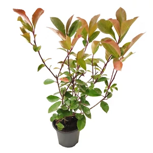 Photinia fraseri 'Red Select' / Vörös korallberkenye