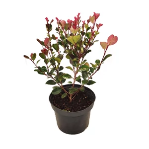 Photinia fraseri 'Little Red Robin' / Törpe korallberkenye