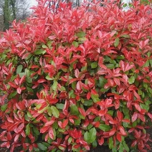 Photinia fraseri 'Red Robin' / Vörös korallberkenye
