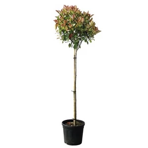 Photinia fraseri 'Red Robin' / Vörös korallberkenye fa