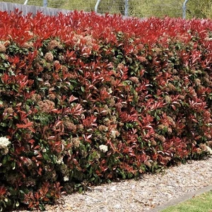 Photinia fraseri 'Red Robin' / Vörös korallberkenye