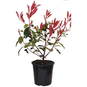 Photinia fraseri 'Red Robin' / Vörös korallberkenye