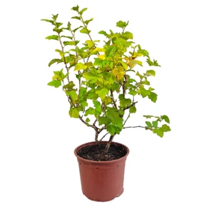 Physocarpus opulifolius 'Dart's Gold' / Sárga levelű hólyagvessző
