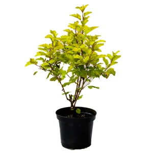 Physocarpus opulifolius 'Luteus' / Sárga levelű hólyagvessző