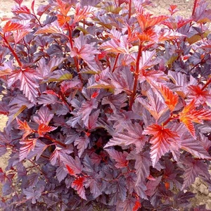 Physocarpus opulifolius 'Schuch' / Bangita levelű hólyagvessző