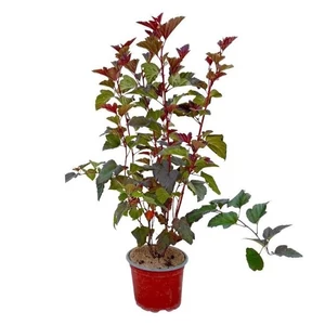 Physocarpus opulifolius 'Schuch' / Bangita levelű hólyagvessző