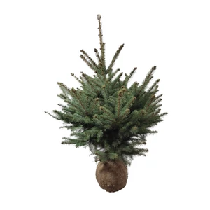 Picea pungens / Ezüstfenyő (földlabdás)
