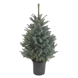 Picea pungens 'Blue Star' / Ezüstfenyő