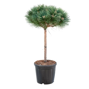 Pinus nigra 'Brepo' / Feketefenyő törpe gömb (1/2 törzses)