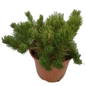 Pinus mugo var. 'Pumilio' / Párnás törpefenyő