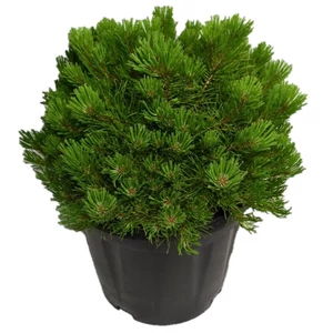 Pinus mugo var. 'Pumilio' / Párnás törpefenyő