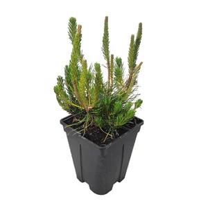 Pinus mugo var. 'Pumilio' / Párnás törpefenyő