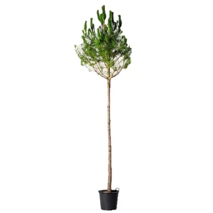 Pinus pinea / Mandulafenyő