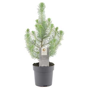 Pinus pinea 'Silver Crest' / Mandulafenyő