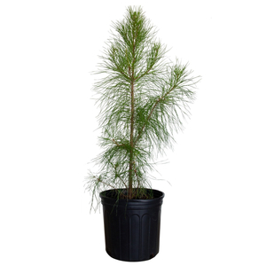 Pinus sylvestris / Erdeifenyő