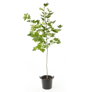 Platanus x acerifolia / Juhar levelű platánfa