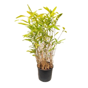Pleioblastus viridistriatus / Törpe csíkos bambusz