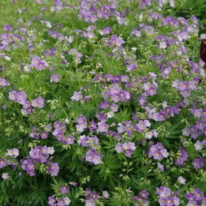 Polemonium caeruleum 'Lambrook Mauve' / Csatavirág