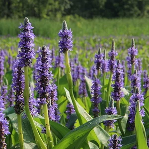 Pontederia cordata / Tömött sellővirág