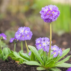 Primula denticulata 'Prom Lilac' / Gömbös kankalin