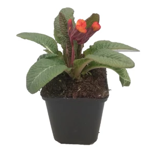 Primula elatior 'Gold Nugget Apricot' / Tavaszi kankalin