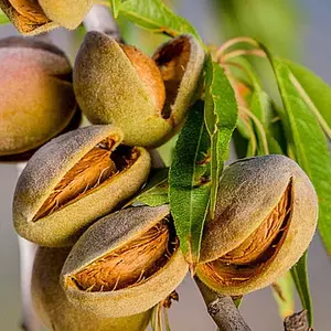 Prunus amygdalus 'Tétényi Bőtermő' / 'Tétényi Bőtermő' mandulafa