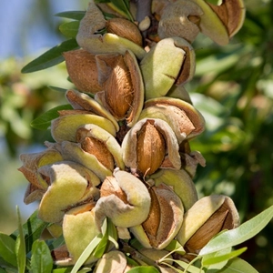 Prunus amygdalus 'Tétényi Keményhéjú' / 'Tétényi Keményhéjú' mandulafa