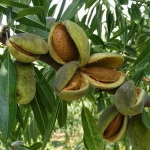 Prunus amygdalus 'Tétényi Rekord' / 'Tétényi Rekord' mandulafa