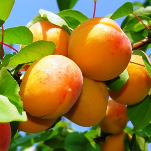 Prunus armeniaca 'Ceglédi arany' / 'Ceglédi arany' kajszibarackfa (szabadgyökeres)