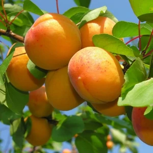 Prunus armeniaca 'Ceglédi óriás' / 'Ceglédi óriás' kajszibarackfa